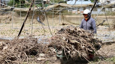 Apelo da zona alagada: Lam Dong, a "capital dos vegetais", está devastada.