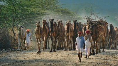 Siga as pegadas dos camelos até o deserto.