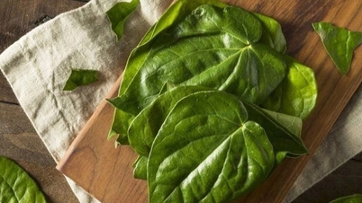 요산 배출에 베텔잎수 활용 황금기