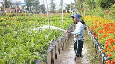 ڈونگ تھاپ میں آتے ہوئے، سا دسمبر پھولوں کے گاؤں اور ڈونگ ہوا ہیپ قدیم گاؤں کو یاد کریں۔