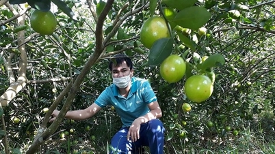 לימון ללא גרעינים - זן חדש ומבטיח בנגה אן