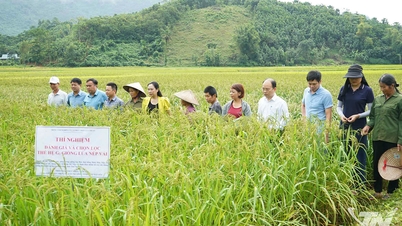 غربت میں کمی کے پروگراموں کی تاثیر کو فروغ دینا