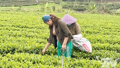 Building a brand with VietGAP certification