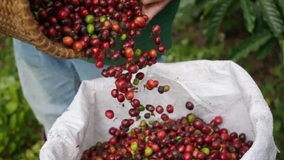 ລາຄາຜະລິດຕະພັນກະເສດ ວັນທີ 27 ພະຈິກ 2025: ກາເຟ ແລະ ໝາກພິກໄທ ເພີ່ມຂຶ້ນຢ່າງຫຼວງຫຼາຍ