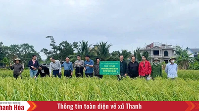 Ha Long berusaha untuk "membintangi" produk OCOP