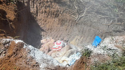 بہت سے علاقوں نے بنیادی طور پر افریقی سوائن بخار کو کنٹرول کیا ہے۔