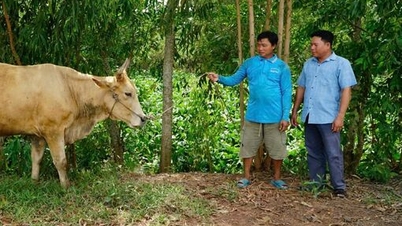 Apoio à criação de gado bovino - Um pilar de subsistência para famílias pobres