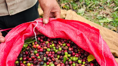 Prisene på kaffe og pepper økte kraftig 27. november.