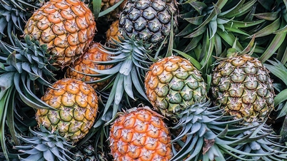 หลังจากกล้วยแล้ว มหาเศรษฐี Tran Ba ​​​​Duong ตั้งเป้าปลูกสับปะรดราคา 3.2 ล้านบาท/ผล