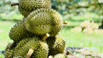 सब्जियों ने बनाया नया रिकॉर्ड