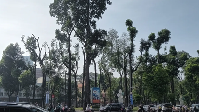 Żal, że tak wiele drzew w Ho Chi Minh City zostało wyciętych do gołych konarów