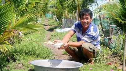 Thoát nghèo nhờ mô hình nuôi vịt và thả cá trên ruộng lúa
