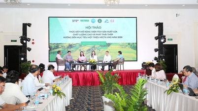 Projekt uprawy zielonego ryżu o powierzchni 1 miliona hektarów: łączenie łańcuchów, standaryzacja procesów, aby osiągnąć cel w 2030 r.