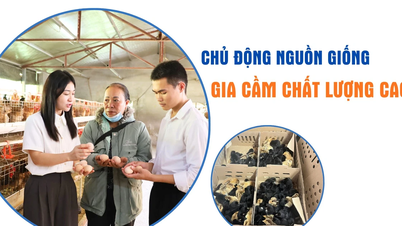 اعلی معیار کی پولٹری نسلوں کا فعال ذریعہ