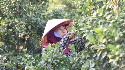 ແທງຮ໋ວາ: ຊາວ​ກະ​ສີກ​ອນ​ເຕິ​ກ​ຄຳ​ຫຍຸ້ງ​ຍາກ, ໝາກ​ໄມ້​ຍັງ​ບໍ່​ທັນ​ສຸກ, ແຕ່​ເຕັມ​ຕາມ​ໃບ​ສັ່ງ.