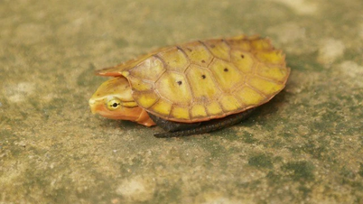 থান হোয়া বনে সম্প্রতি আবিষ্কৃত বিরল প্রাণীর একটি সিরিজ আবিষ্কার করুন