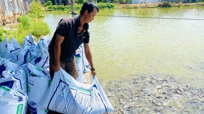 パンガシウス養殖の連携がアンザン省の貧困脱出を助ける