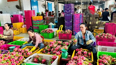 Los productos raros y la fruta del dragón eléctrica aumentan de precio en Lam Dong