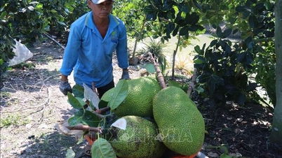 Vietnã e China assinaram um protocolo sobre a exportação de jaca fresca.