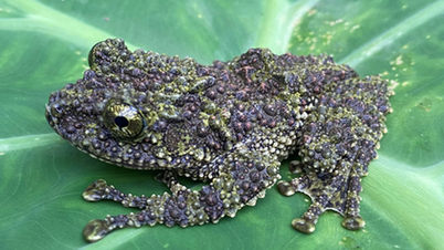 Дивний вид жаб з'явився в лісі в Тхань Хоа