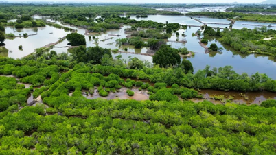 សូចនាករប្រកាសអាសន្នជាច្រើននៅក្នុងព្រៃកោងកាងក្នុងតំបន់ Ba Ria - Vung Tau