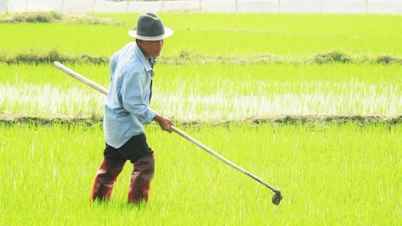 ফসল নির্গমন হ্রাস বাস্তবায়নকারী ৯টি মূল প্রদর্শনী মডেল গ্রুপ