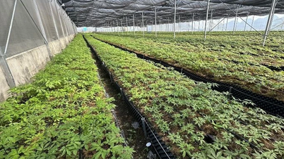 Γίνετε πλούσιοι από το τζίνσενγκ Lai Chau