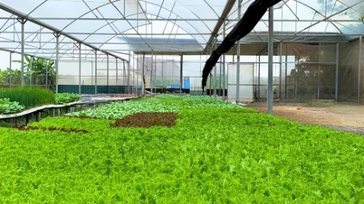 চুক সন ক্লিন সবজি ও ফল সমবায়: উচ্চ প্রযুক্তির প্রয়োগ, পরিষ্কার এবং টেকসই উৎপাদন