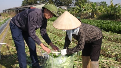 Koperasi Duc Chinh dalam perjalanan membawa transformasi digital ke bidang pertanian