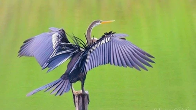 Dong Thap-folket overleverer ekstremt sjelden slangehalsfugl