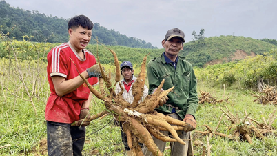 A cao falusiak jó maniókatermést hoznak.