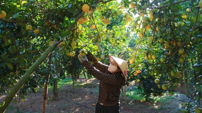Bac Ninh: Høster mer enn 4000 tonn appelsiner og grapefrukt
