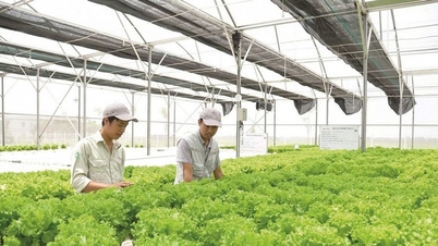 Přímé zahraniční investice – Pákový efekt na podporu udržitelného rozvoje vietnamského zemědělství