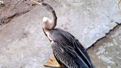 Lidé v Dong Thap předávají vzácného a krásného ptáka s hadím krkem