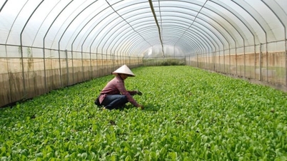Hanoi conducts post-inspection of agricultural product quality; nearly 2.5% of samples found unsafe.
