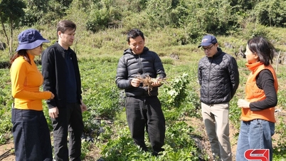 A Son La gyógynövény-áruterület fejlesztésének hatékonyságának nyomon követése