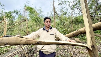嵐が吹き荒れ、何千ヘクタールものアカシアが倒れた。