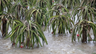 Smoczy owoc jest rzadki, ceny gwałtownie rosną