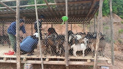 El modelo de cría de cabras crea medios de vida sostenibles