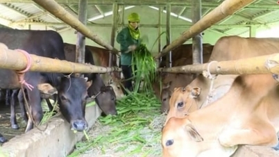 טהאן הואה מחזקת את מניעת הרעב והקור עבור בעלי חיים בחורף