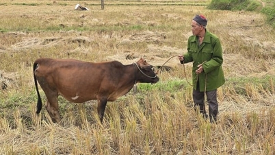 پرورش دام، امیدی برای رهایی از فقر