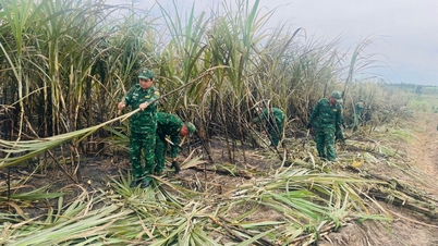Strażnicy graniczni pomagają ludziom zebrać 24 hektary trzciny cukrowej spalonej przez pożar