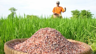 Odborníci varují před degradací půdy v deltě Mekongu