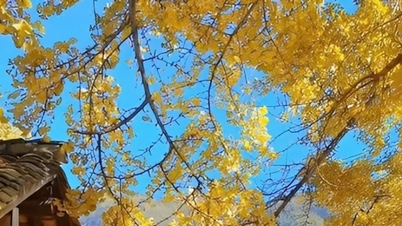 Dang Xung: 1.800 yıllık bir ginkgo ormanının ortasında kaybolmuş