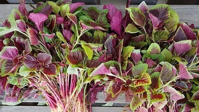 ລາຄາຕະຫຼາດນັດ ວັນທີ 26 ພະຈິກ 2025