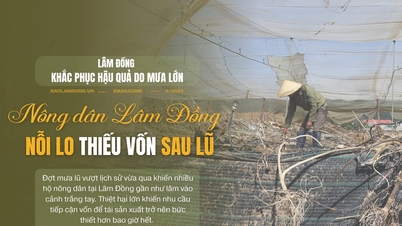 کشاورزان لام دونگ پس از سیل نگران کمبود سرمایه تولیدی هستند