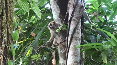 Die Forstbehörde der Region VII hat einen Loris in die Wildnis entlassen.
