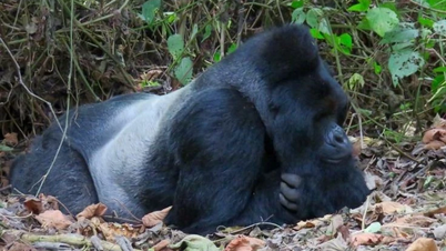 Защита вулканического леса Кахузи-Биега в условиях конфликта и проблем развития