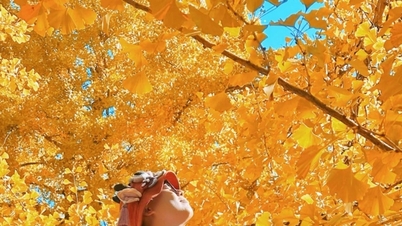 Dang Xung: daun ginkgo kuning 11/15-12/15, pemandangan yang rapuh