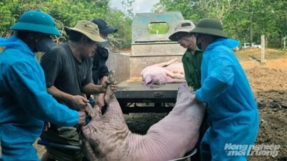 Quảng Trị: Nhiều địa phương khống chế được dịch tả lợn Châu Phi